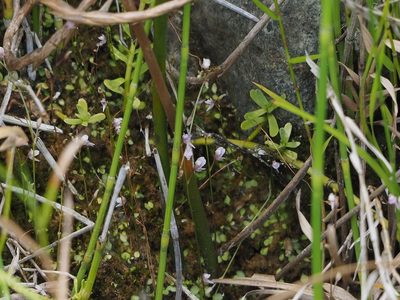 Utricularia heterosepala, photographed by 葉子