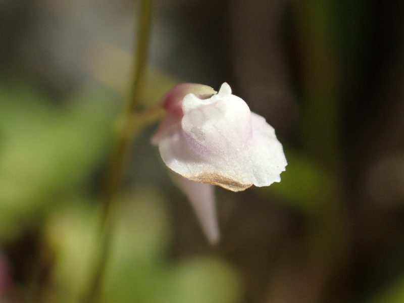 Utricularia heterosepala, photographed by 葉子