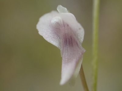 Utricularia heterosepala, photographed by 葉子
