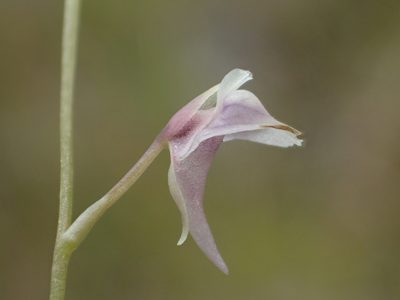 Utricularia heterosepala, photographed by 葉子
