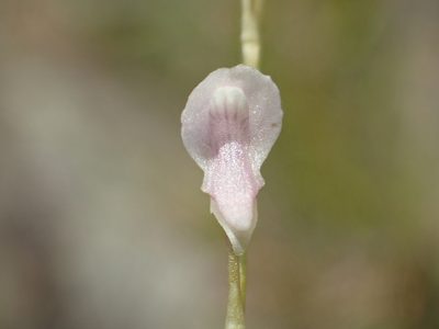 Utricularia heterosepala, photographed by 葉子