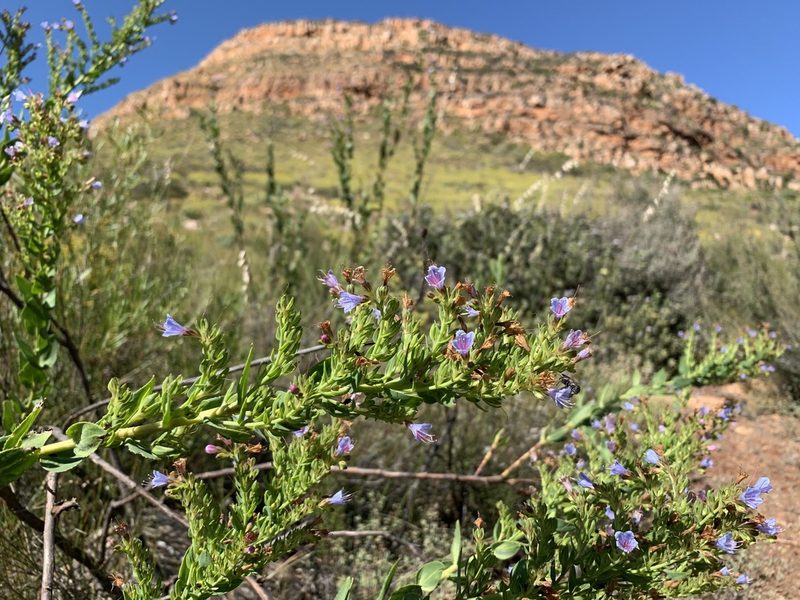 Lobostemon laevigatus, photographed by Dave Richardson