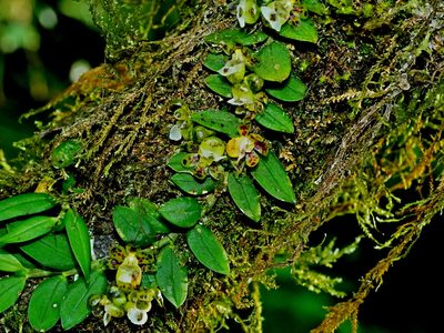Gastrochilus formosanus, photographed by Jacy Chen