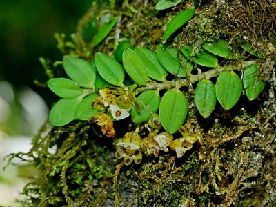 Gastrochilus formosanus, photographed by Jacy Chen