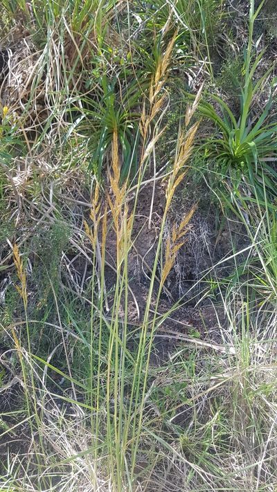 Sorghastrum pellitum, photographed by ANDRÉS GONZÁLEZ
