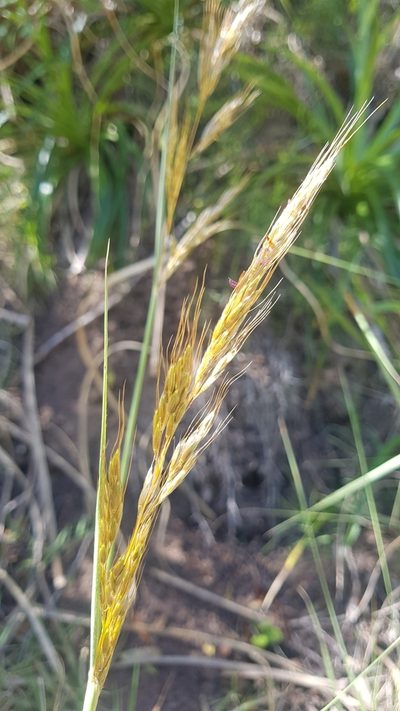 Sorghastrum pellitum, photographed by ANDRÉS GONZÁLEZ