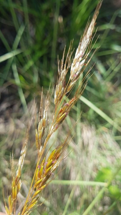 Sorghastrum pellitum, photographed by ANDRÉS GONZÁLEZ