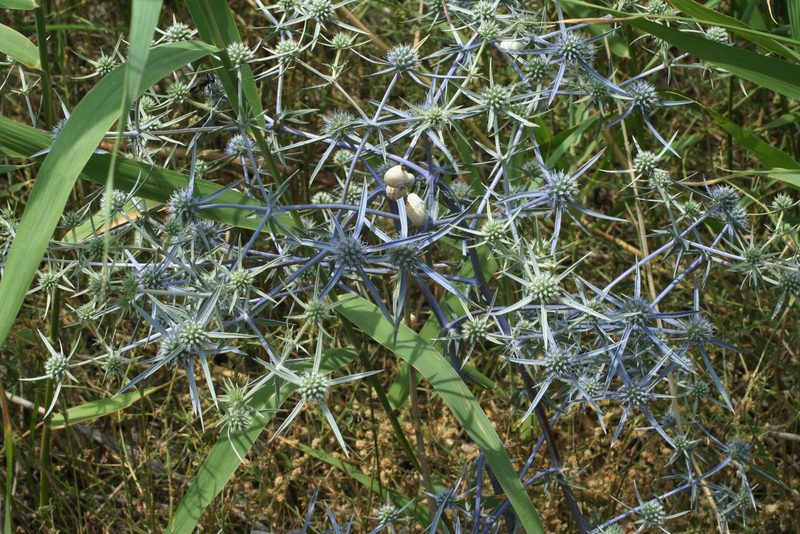Eryngium caeruleum, photographed by Oleg Kosterin