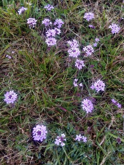 Verbena selloi, photographed by Francisco Liguori