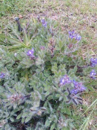 Lupinus bracteolaris, photographed by Francisco Liguori