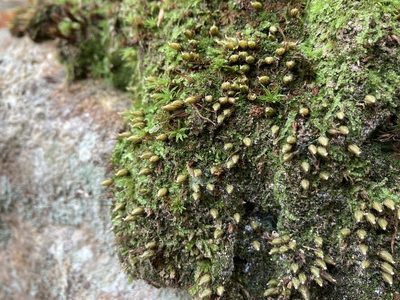 Diphyscium foliosum, photographed by JSReiff