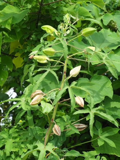 Abelmoschus moschatus, photographed by 葉子