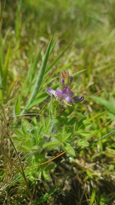 Lupinus bracteolaris, photographed by ANDRÉS GONZÁLEZ