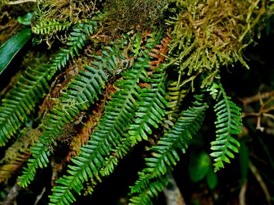 Prosaptia formosana, photographed by Jacy Chen