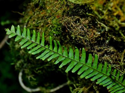 Prosaptia formosana, photographed by Jacy Chen