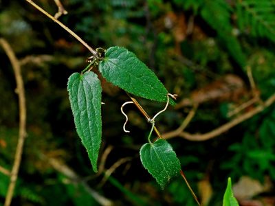 Clematis henryi, photographed by Jacy Chen