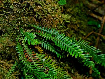 Prosaptia formosana, photographed by Jacy Chen