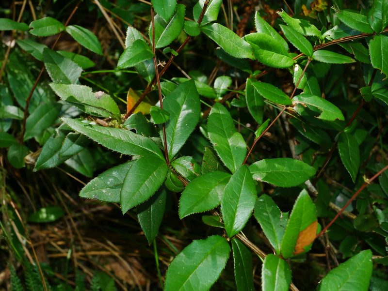 Berberis schaaliae, photographed by Jacy Chen