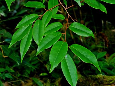 Elaeagnus glabra, photographed by Jacy Chen