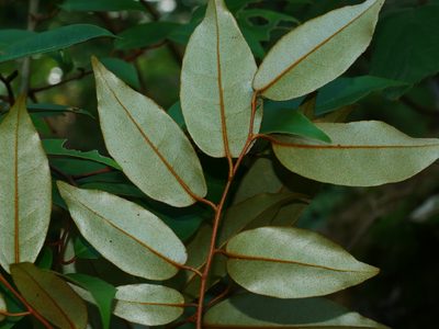 Elaeagnus glabra, photographed by Jacy Chen