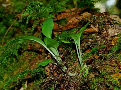 Goodyera robusta, photographed by Jacy Chen
