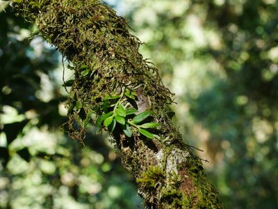 Gastrochilus formosanus, photographed by Jacy Chen