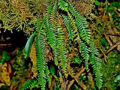 Prosaptia formosana, photographed by Jacy Chen