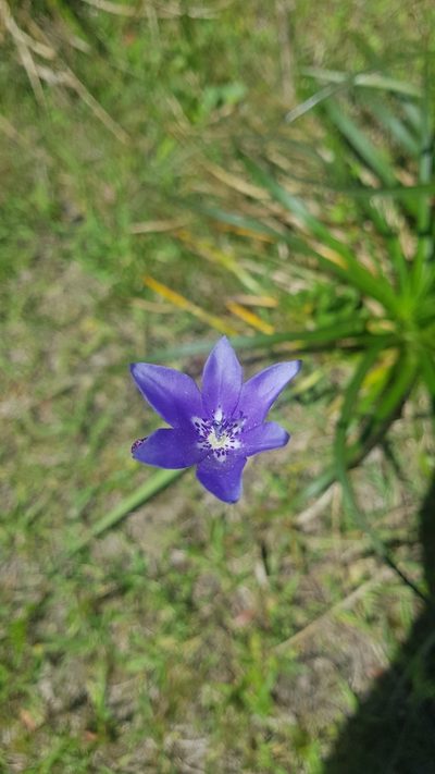 Gelasine elongata, photographed by ANDRÉS GONZÁLEZ