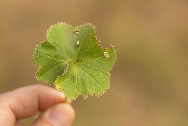 Alchemilla substrigosa, photographed by Вячеслав Юсупов