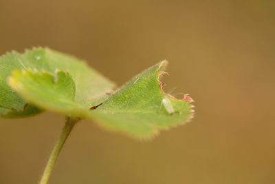 Alchemilla substrigosa, photographed by Вячеслав Юсупов