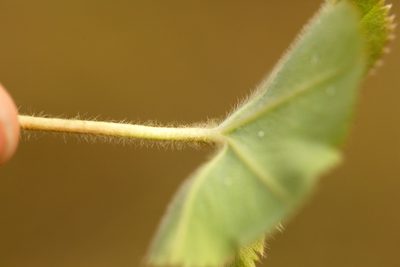 Alchemilla substrigosa, photographed by Вячеслав Юсупов