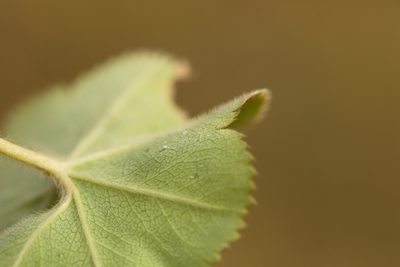 Alchemilla substrigosa, photographed by Вячеслав Юсупов