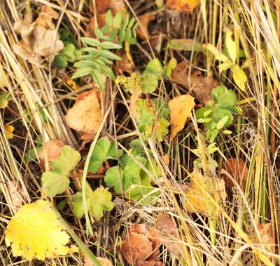 Alchemilla pustynensis, photographed by Вячеслав Юсупов