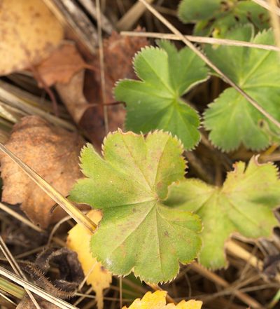 Alchemilla pustynensis, photographed by Вячеслав Юсупов