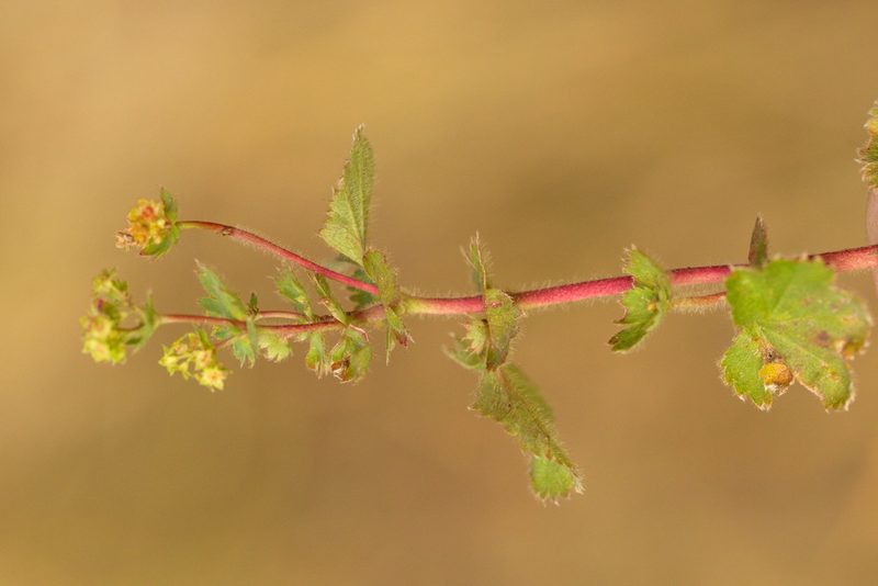 Alchemilla pustynensis, photographed by Вячеслав Юсупов