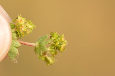 Alchemilla pustynensis, photographed by Вячеслав Юсупов