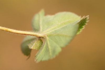 Alchemilla pustynensis, photographed by Вячеслав Юсупов