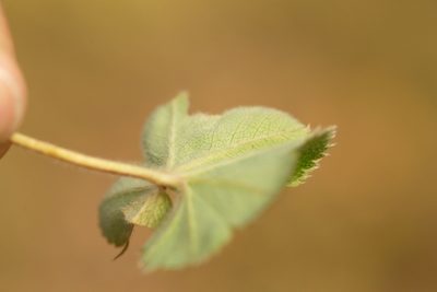 Alchemilla pustynensis, photographed by Вячеслав Юсупов