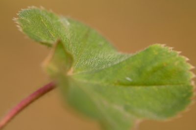 Alchemilla pustynensis, photographed by Вячеслав Юсупов