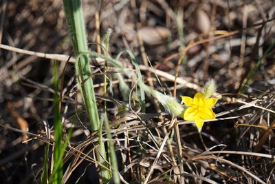 Hypoxis rigidula, photographed by Matthew Fainman