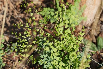 Choristosoria calomelanos, photographed by Matthew Fainman