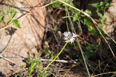 Pentanisia angustifolia, photographed by Matthew Fainman
