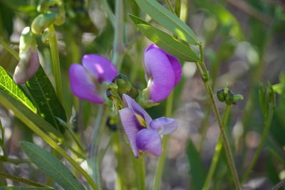 Sphenostylis angustifolia, photographed by Matthew Fainman