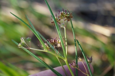 Asclepias brevipes, photographed by Matthew Fainman