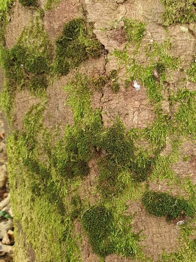 Rosulabryum moravicum, photographed by Jonathan Hughes