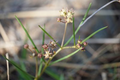 Asclepias brevipes, photographed by Matthew Fainman