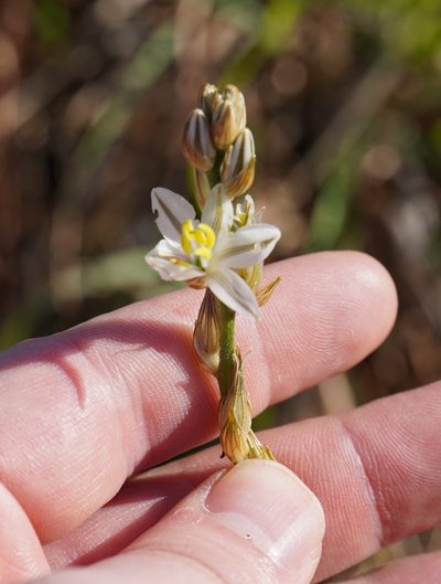 Chlorophytum transvaalense, photographed by Matthew Fainman
