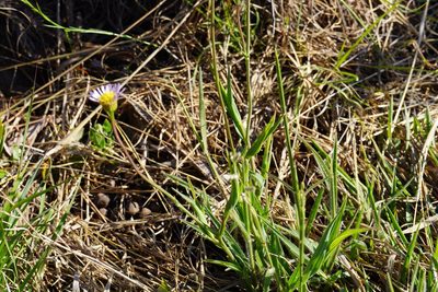Afroaster serrulatus