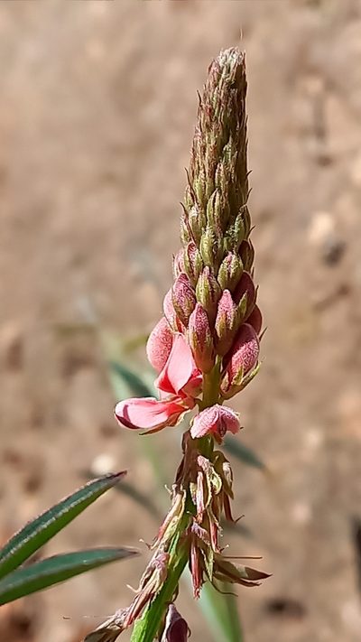 Indigofera triquetra, photographed by Ian Webb