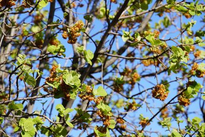 Dombeya rotundifolia, photographed by Matthew Fainman